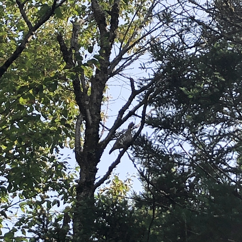 Ruffed grouse in a tree