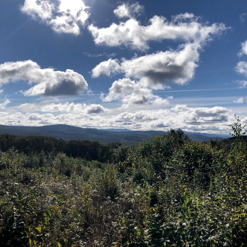 Ruffed grouse hunting in Vermont